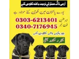 Army Dog Center Mardan 03036213401 | Khoji Dog In Mardan | Khoji Kutty