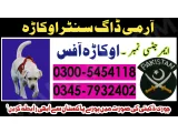 Khoji Dog in Okara 03005454118 ! Khoji kutta service Okara 