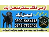 Khoji Dog in Faisalabad 03005454118 ! Khoji kutta Contact Number 