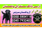 Khoji Dog in Hyderabad 03005454118 ! Khoji kutta Sindh