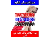 Army dog center pakistan 03336974100