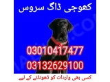 Army dog center okara 03010417477