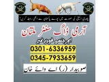 Khoji kutty Multan 03005454118 ! Khoji Dog Center Multan 