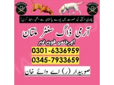 Khoji Dog in Layyah 03005454118 ! Khoji kutte