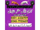 Khoji Dog in Khanewal 03005454118 | khoji kutte 