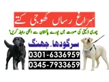 Khoji Dog in Jhang 03005454118 ! Khoji kutty 