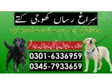 Khoji Dog in Bahawalnagar 03005454118 ! Khoji kutte 