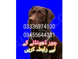 Army dog center mirpur district 03455644331_03017735103