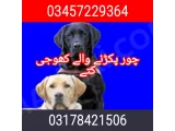 Army dog center rabwah 03457229364