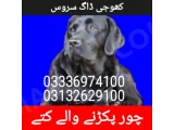 Army dog center karachi 03336974100