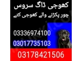 Army dog cente samundri 03017735103