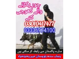 Army dog center kamra cantt 03336974100