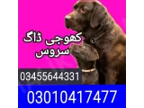 Army dog center nathia gali 03455644331