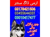 Army dog center rawalpindi 03178421506