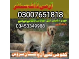 Army Dog Center 03007651818 / کھوجی کتے