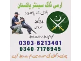 Army Dog In Okara 03407176945 / Khoji Dog In Okara 