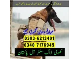 Army Dog In Faisalabad 03036213401 | Khoji Dog In Faisalabad 