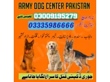 Army Dog Center Taxila 03458966073(khoji kuttay 