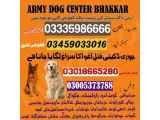 Army Dog Center darya Khan 03458966073(khoji dog center)