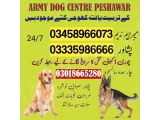 Army Dog Center Peshawar 03009780927(khoji kuttay)