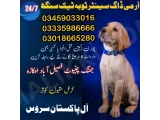 Army Dog Center Toba Tek Singh 03005373788(search institute agency 