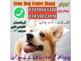 Army Dog Center jhang 03458966073(khoji dog)