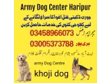 Army Dog Center Haripur 03335986666(khoji dogs)