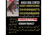 Army Dog Center chiniot 03009195279(khoji center)