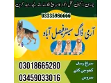 Army Dog Center Faisalabad 03458966073(sniffing dogs)