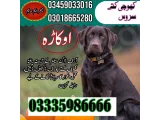 Army Dog Center okara 03018665280(sniffing dogs 