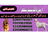 Army Dog Center Sukkur 03459033016 (کھوجی کتے)