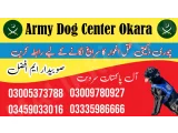 Army dog center sahwial 03458966073 (کھوجی کتے)