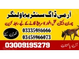 Army Dog Center Bahawalnagar 03458966073 (کھوجی کتے)