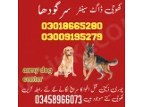 Army dog center sargodha 03005373788 khoji dog center sargodha