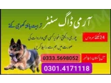 Army Dog Center faisalabad 03335698052