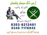 Army Dog Center Sargodha 03036213401 | Khojikutta service Sargodha 