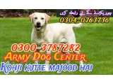 Army dog center kasur 0304-0763736