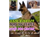 Army Dog Center Nawabshah 0346-6108015