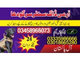 Army Dog Center Sargodha 03009780927