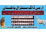 Army Dog Center Sindh 03009780927