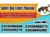 Army dog center swat 03458966073 (کھوجی کتے)