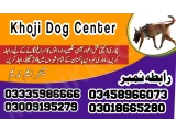 Army Dog Center Chiniot 03459033016