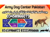 Army Dog Center Faisalabad 03458966073 (کھوجی کتے)