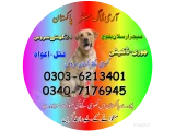 Army Dog Center Islamabad 03036213401 | Khoji Dog Center Islamabad 