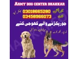 Army dog center Layyah 03009195279 khoji dog center layyah