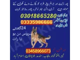 Army dog center Gujar khan 03009195279 khoji dog center gujar khan