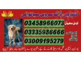 Khoji dog center mianwali 03009195279 Army dog center mianwali