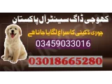 Khoji dog center Gujrat 03009195279 army dog center