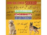 Army dog center jacobabad 03009195279 khoji sniffing dog