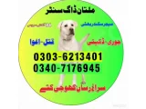 Army Dog Center Bhera Shahpur 03036213401 | Khoji Dogs Khoji Kutta 